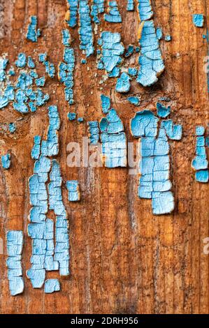 Ancienne texture de bois avec des traces de peinture bleue sur la surface. Gros plan. Recadrage vertical. Banque D'Images