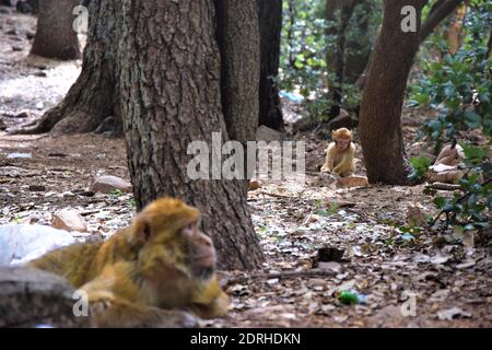 Barbarie Macaque au Maroc Banque D'Images