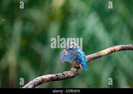Magnifique oiseau de Kingfisher bleu, mâle de Common Kingfisher, assis sur une branche, profil arrière. Fond vert nature. Banque D'Images