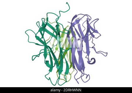 Structure cristalline de l'homotrimère de ligand CD40 humain, modèle de dessin animé 3D, fond blanc Banque D'Images