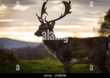 Le cerf à Phoenix Park à Dublin, Irlande Banque D'Images