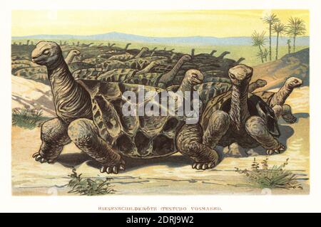 Tortue géante Rodrigues soutenue par selle, Cylindraspis vosmaeri. Chassé à l'extinction vers 1800. Riesenschildkrote, Testudo vosmaeri. Illustration imprimée en couleur par F. John de Wilhelm Bolsche Tiere der Urwelt (les animaux du monde préhistorique), Reichardt Cocoa Company, Hambourg, 1908. Banque D'Images