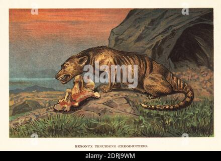 Mesonyx, espèce éteinte de mammifère mésonychidé mésonychien de l'Eocène. Mesonyx tenuidens, Creodontier. Illustration imprimée en couleur par F. John de Wilhelm Bolsche Tiere der Urwelt (les animaux du monde préhistorique), Reichardt Cocoa Company, Hambourg, 1908. Banque D'Images