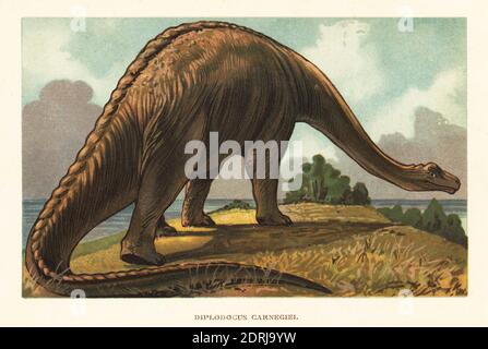 Diplodocus carnegii, dinosaure diplodocide sauropode du Jurassique. Reconstruction à partir du squelette dans le Carnegie Museum of Natural History de Pittsburgh. Diplodocus carnegiei. Illustration imprimée en couleur par F. John de Wilhelm Bolsche Tiere der Urwelt (les animaux du monde préhistorique), Reichardt Cocoa Company, Hambourg, 1908. Banque D'Images