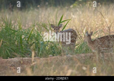 Femelles de l'axe du chital. Parc national de Bandhavgarh. Madhya Pradesh. Inde. Banque D'Images