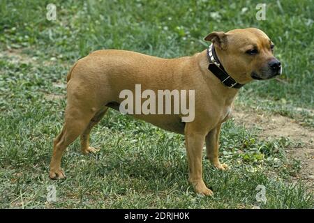 American Staffordshire Terrier (ancienne norme avec les oreilles coupées) Banque D'Images