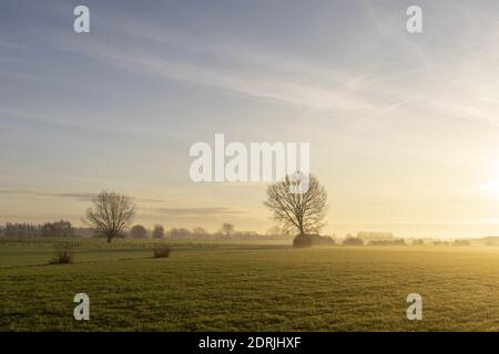 Paysage d'hiver coloré lever du soleil avec des arbres dispersés autour de la plaine d'inondation Prairie outre la rivière IJssel aux pays-Bas avec hibernation oies Banque D'Images