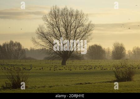 Groupe d'oies dans la plaine inondable brumeux lever du soleil tôt le matin paysage parmi un arbre isolé silhoueté avec des oies qui hibernent Banque D'Images