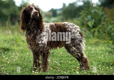 Pont Audemer Spaniel, un chien de race française Banque D'Images
