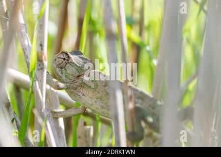 Caméléon Méditerranéen, Chamaeleo chameleon étendus sur des tiges de bambou, en espérant qu'il n'est pas d'être vu en tenue de camouflage, en gardant le contact avec les yeux. Malte Banque D'Images