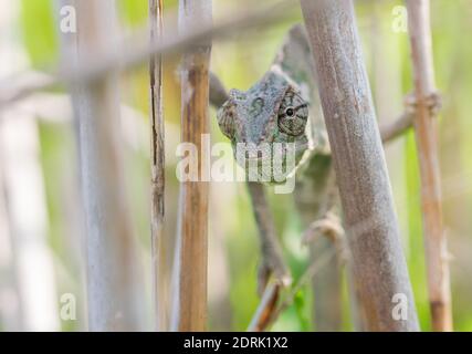 Caméléon Méditerranéen, Chamaeleo chameleon étendus sur des tiges de bambou, en espérant qu'il n'est pas d'être vu en tenue de camouflage, en gardant le contact avec les yeux. Malte Banque D'Images