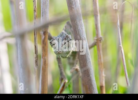 Caméléon Méditerranéen, Chamaeleo chameleon étendus sur des tiges de bambou, en espérant qu'il n'est pas d'être vu en tenue de camouflage, en gardant le contact avec les yeux. Malte Banque D'Images