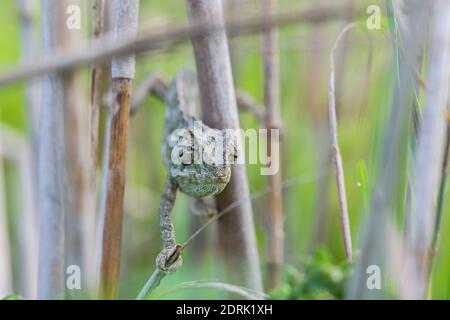 Caméléon Méditerranéen, Chamaeleo chameleon étendus sur des tiges de bambou, en espérant qu'il n'est pas d'être vu en tenue de camouflage, en gardant le contact avec les yeux. Malte Banque D'Images