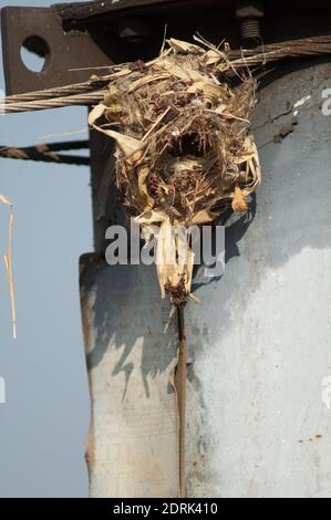 Nid de sunbird pourpre Cinnyris asiaticus sur un câble d'électricité. Sasan. Sanctuaire GIR. Gujarat. Inde. Banque D'Images