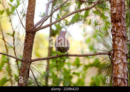 Le Thrasher brun (Toxostoma rufum) perchée sur une branche, dans le sud-ouest de l'Alabama. Banque D'Images