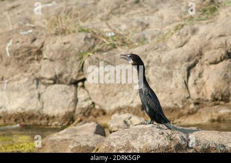Petit cormorant Microcarbo niger sur une roche. Rivière Hiran. Sasan. Sanctuaire GIR. Gujarat. Inde. Banque D'Images