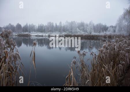 Paysage hivernal gelé : la rive du lac et les roseaux secs et la forêt au loin dans la neige. Banque D'Images