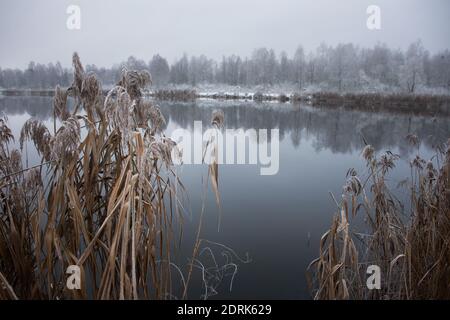 Paysage hivernal gelé : la rive du lac et les roseaux secs et la forêt au loin dans la neige. Banque D'Images