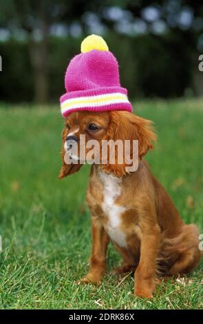 Cavalier King Charles chien d'Espagne, chiot avec Bonnet sur sa tête Banque D'Images