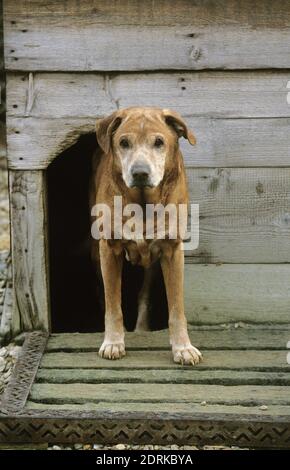 Vieux chien fromm émergents son chenil Banque D'Images