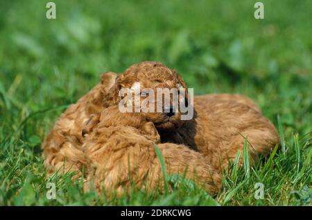 Chien à l'abricot standard, tasses sur l'herbe Banque D'Images