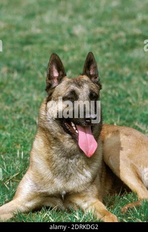 Malinois ou Berger belge, allongé sur l'herbe Banque D'Images