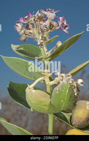 Pomme de Sodome Calotropis procera en fleur. Parc national GIR. Gujarat. Inde. Banque D'Images