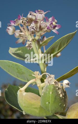 Pomme de Sodome Calotropis procera en fleur. Parc national GIR. Gujarat. Inde. Banque D'Images