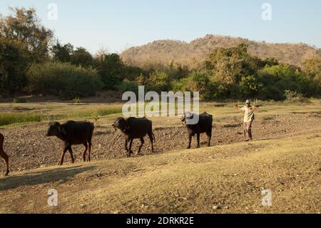 Berger avec son troupeau de buffles d'eau Bubalus bubalis. Rivière Hiran. Sasan. Sanctuaire GIR. Gujarat. Inde. Banque D'Images