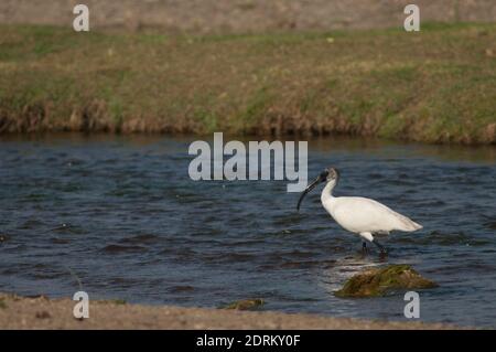 Ibis Threskiornis melanocephalus immature à tête noire dans la rivière Hiran. Sasan. Sanctuaire GIR. Gujarat. Inde. Banque D'Images