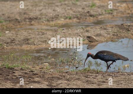 Ibis Pseudibis papillosa aux serviettes rouges à la recherche de nourriture. Rivière Hiran. Sasan. Sanctuaire GIR. Gujarat. Inde. Banque D'Images