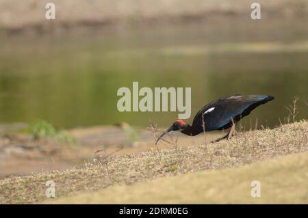 Ibis Pseudibis papillosa aux serviettes rouges à la recherche de nourriture. Rivière Hiran. Sasan. Sanctuaire GIR. Gujarat. Inde. Banque D'Images