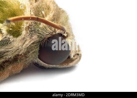 Macro photographie du chef de l'Oleander Hawk-Moth ou du vert de l'Armée Moth isolé sur fond blanc Banque D'Images