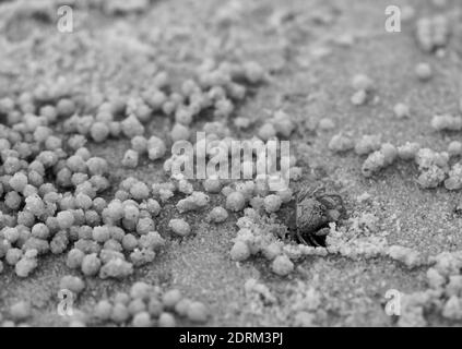 Une petite carbe de sable à la plage, faisant un trou Banque D'Images