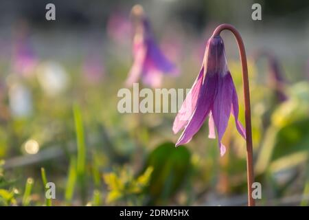 Kandyk sibérien (lat. Erythronium sibiricum) - une plante sauvage bulbeuse précoce a fermé ses pétales en raison de la pluie. Banque D'Images