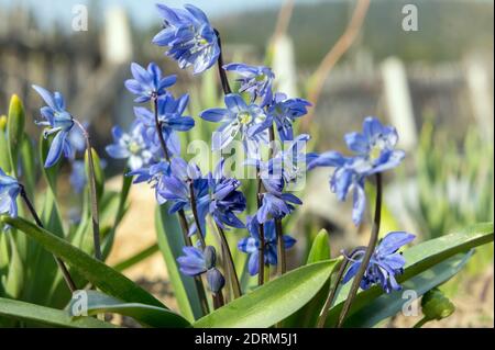 Les fleurs bleues de l'hybride Snowdrop (Latin Galanthus) sont une plante ornementale bulbeuse qui pousse en groupe dans un jardin ensoleillé au printemps. Banque D'Images