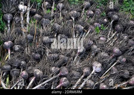 Têtes d'ail (lat. Állium satívum), juste sorti du sol, se trouvent dans le jardin pendant la récolte. Banque D'Images