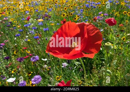 Red Poppy Flower Papaver rhoeas en juillet Red Poppy Papaver Flower Meadow fleurs colorées Meadow Field Poppy Blooming Corn Poppy Florering Summer Banque D'Images