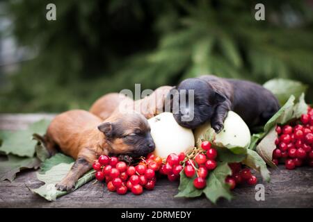 Trois chiots nouveau-nés, deux rouges et un noir, se trouvent sur une récolte de pommes, et des baies rouges de viburnum, sur une planche à l'extérieur à la fin de l'été Banque D'Images