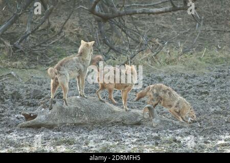 Or jackals Canis aureus indicus se nourrissant sur un corps de zébu Bos primigenius indicus. Parc national de Keoladeo Ghana. Bharatpur. Rajasthan. Inde. Banque D'Images