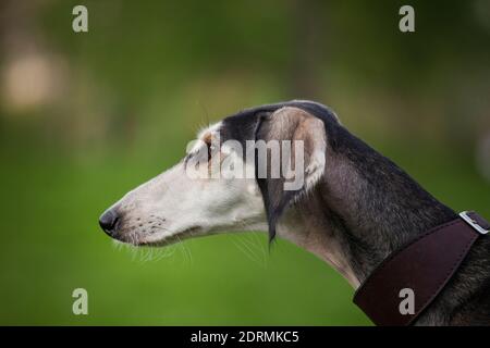 Saluki (cynodrome persan, gazelle) - une race de lévriers, est considérée comme l'une des plus anciennes races. Un chien élégant, plutôt grand, conçu pour Banque D'Images