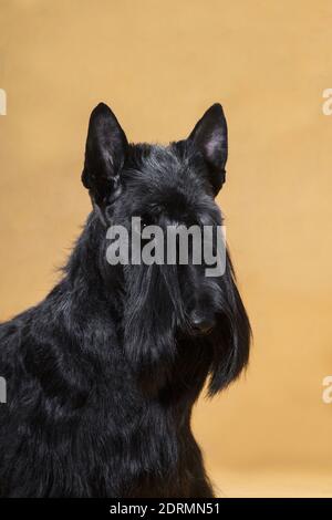 Portrait d'un petit chien de race Scotch aux cheveux de fil noir terrier sur fond jaune dans une salle de l' studio Banque D'Images