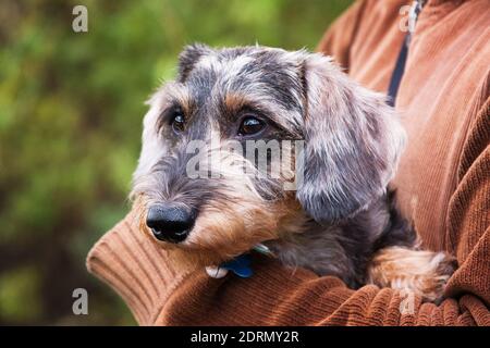 Petit chien à poil dur de la race Dachshund dans les bras du propriétaire, à l'extérieur, animal préféré Banque D'Images