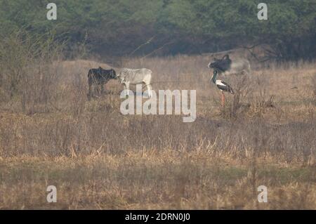 Ephippiorhynchus asiticus femelle et Bos taurus bovin à col noir en arrière-plan. Keoladeo Ghana. Bharatpur. Rajasthan. Inde. Banque D'Images