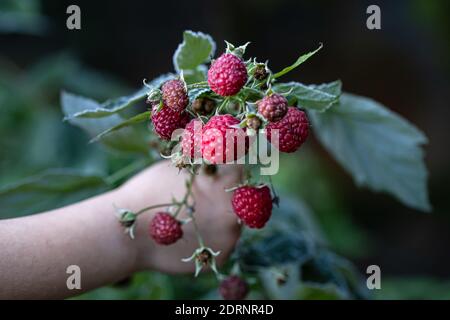 La main de l'enfant tient les framboises récoltées dans la forêt. Banque D'Images