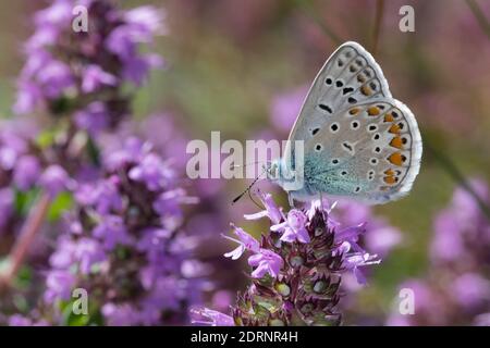 Hauhechelbläuling, Hauhechel-Bläuling, Gemeiner Bläuling, Wiesenbläuling, Blütenbesuch an Thymian, Thymus, Polyommatus icarus, Lycaena icarus, Common Banque D'Images