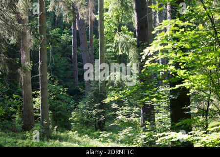 Fichtenwald, Nadelwald, Mischwald, Wald, Fichte, Fichten, Gewöhnliche Fichte, Rotfichte, Picea abies, Epicéa, Epicéa à duvet, épinette de Norvège Banque D'Images