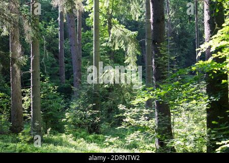 Fichtenwald, Nadelwald, Mischwald, Wald, Fichte, Fichten, Gewöhnliche Fichte, Rotfichte, Picea abies, Epicéa, Epicéa à duvet, épinette de Norvège Banque D'Images