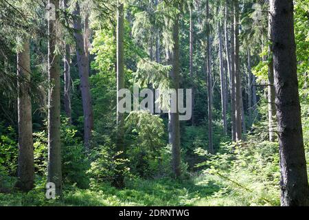 Fichtenwald, Nadelwald, Mischwald, Wald, Fichte, Fichten, Gewöhnliche Fichte, Rotfichte, Picea abies, Epicéa, Epicéa à duvet, épinette de Norvège Banque D'Images