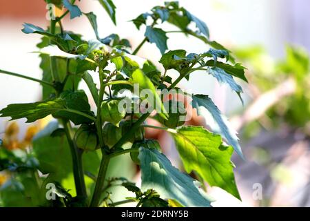 Nutrition information sur Rasbhari, baies de cape, ou baies d'or, baies d'or, Physalis peruviana plante médicinale dans le jardin Banque D'Images